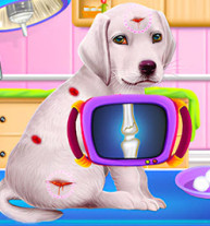 Labrador Puppy Daycare Salon